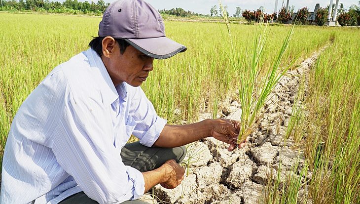 Ông Lâm Văn Hậu bên đồng lúa cháy. Đây đã là vụ lúa thứ 3 thất bát của ông Hậu - Ảnh: THANH HUYỀN